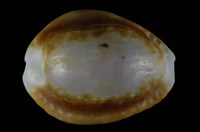 藏品(紅花寶螺)的圖片